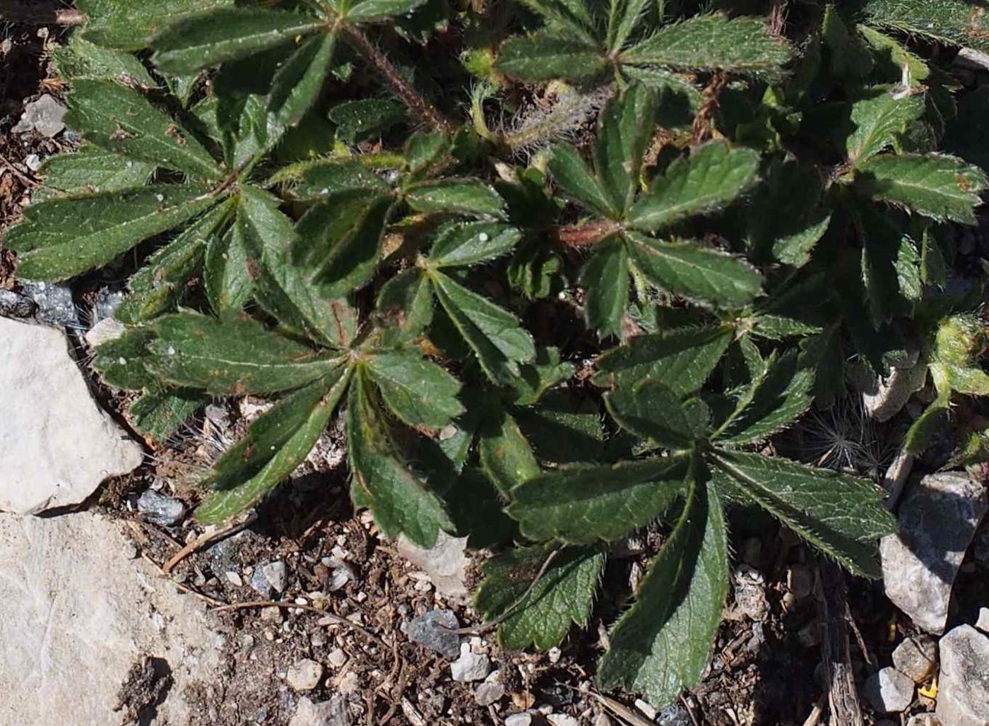 Cinquefoil, Hairy leaf